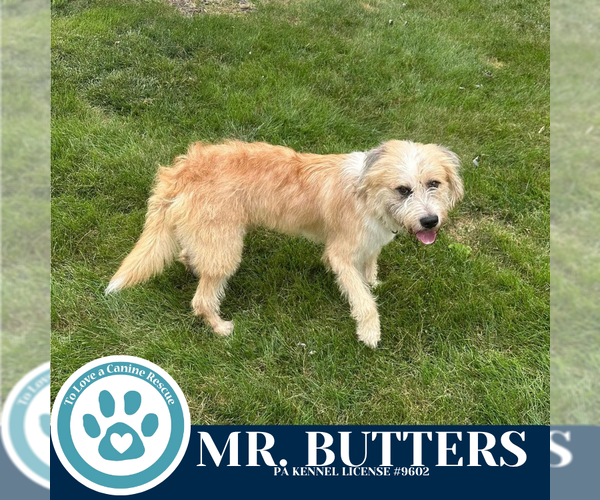 Medium Photo #2 Mutt Puppy For Sale in Kimberton, PA, USA