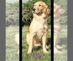 Small Photo #1 Golden Retriever Puppy For Sale in ELKIN, NC, USA