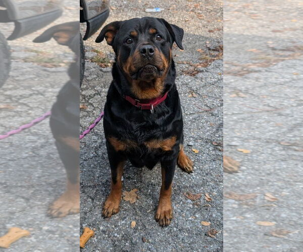 Medium Photo #2 Rottweiler Puppy For Sale in Hillsboro, NH, USA