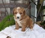 Small Photo #51 Cavapoo Puppy For Sale in GOSHEN, IN, USA