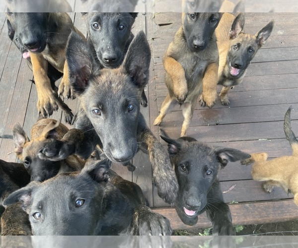 Medium Photo #4 Belgian Malinois-Dutch Shepherd Dog Mix Puppy For Sale in PALATKA, FL, USA