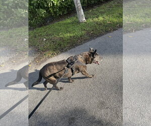 COURTESY POST: Murphy - Male Holland Shepherd-Unknown Mix Dog for Adoption - Photo #3