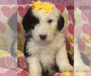Old English Sheepdog Puppy for sale in FRANKLIN, OH, USA