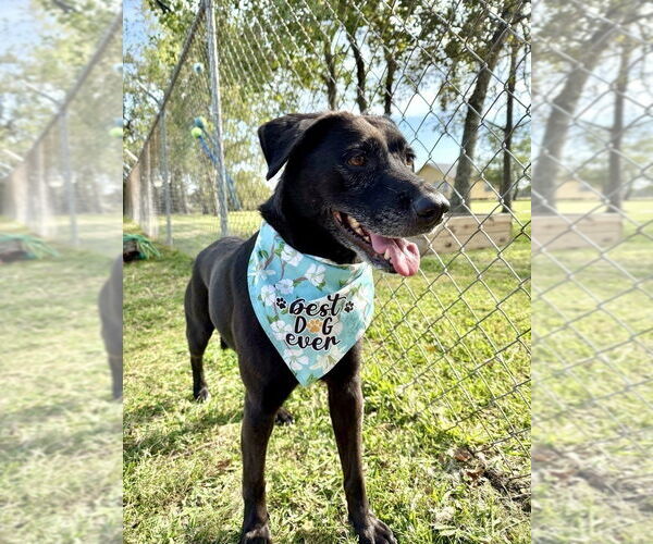 Medium Photo #1 Labrador Retriever-Unknown Mix Puppy For Sale in San Leon, TX, USA