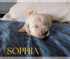 Golden Retriever Puppy for sale in ARIZONA CITY, AZ, USA