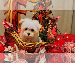 Maltipoo (Toy) Puppy for sale in BRANSON, MO, USA