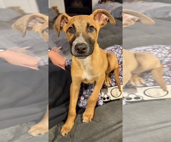 Medium Photo #1 Mutt Puppy For Sale in Sandy, UT, USA