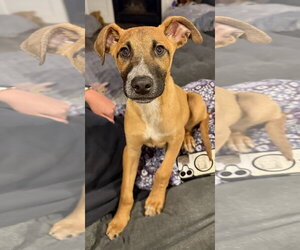 Mutt Dogs for adoption in Sandy, UT, USA