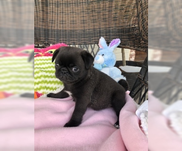 Medium Photo #3 Pug Puppy For Sale in MOSELLE, MS, USA