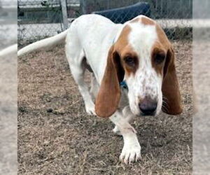 Basset Hound Dogs for adoption in Deepwater, NJ, USA