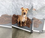 Small #1 American Pit Bull Terrier Mix