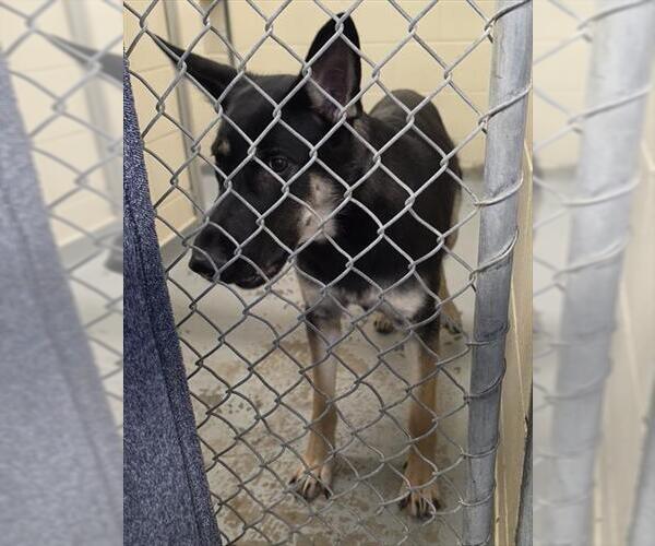 Medium Photo #1 German Shepherd Dog-Unknown Mix Puppy For Sale in Anchorage, AK, USA