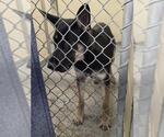 Small German Shepherd Dog Mix