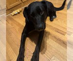Small #3 Labrador Retriever Mix