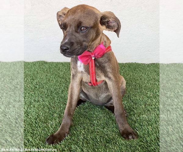 Medium Photo #2 Boxador Puppy For Sale in San Diego, CA, USA