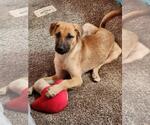 Small #1 Labrador Retriever Mix