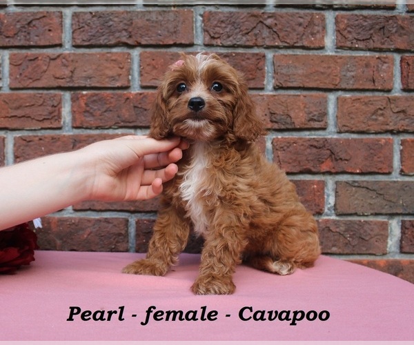 Medium Photo #3 Cavapoo (Miniature) Puppy For Sale in CLARKRANGE, TN, USA