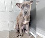 Small #1 American Pit Bull Terrier