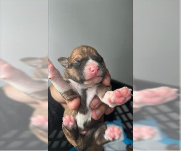 Medium Photo #1 Shepradors Puppy For Sale in Houston, TX, USA