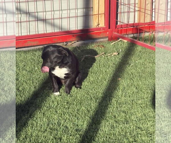 Medium Photo #4 Chihuahua-Unknown Mix Puppy For Sale in Grafton, WI, USA