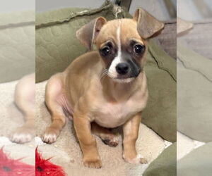 Kevin - Male Chug Dog for Adoption - Photo #9
