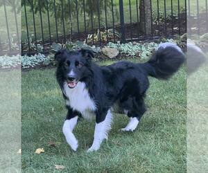 Border Collie Dogs for adoption in Highland, IL, USA