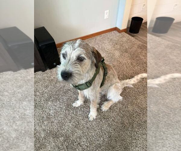 Medium Photo #1 Mutt Puppy For Sale in Palatine/Kildeer/Buffalo grove, IL, USA