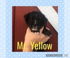 Medium Miniature Australian Shepherd