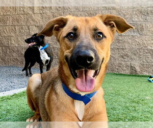 German Shepherd Dog-Unknown Mix Dogs for adoption in Moreno Valley, CA, USA
