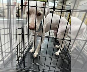 Poodle (Miniature)-Unknown Mix Dogs for adoption in Las Vegas, NV, USA