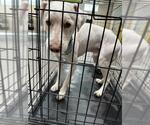 Small Poodle (Miniature) Mix