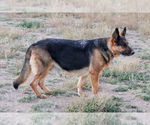 Medium Photo #1 German Shepherd Dog Puppy For Sale in WESTCLIFFE, CO, USA