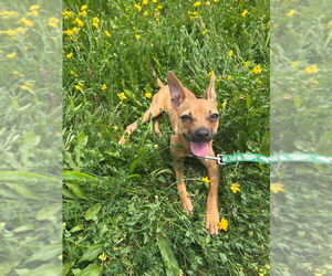 Chihuahua-Unknown Mix Dogs for adoption in Mukwonago, WI, USA