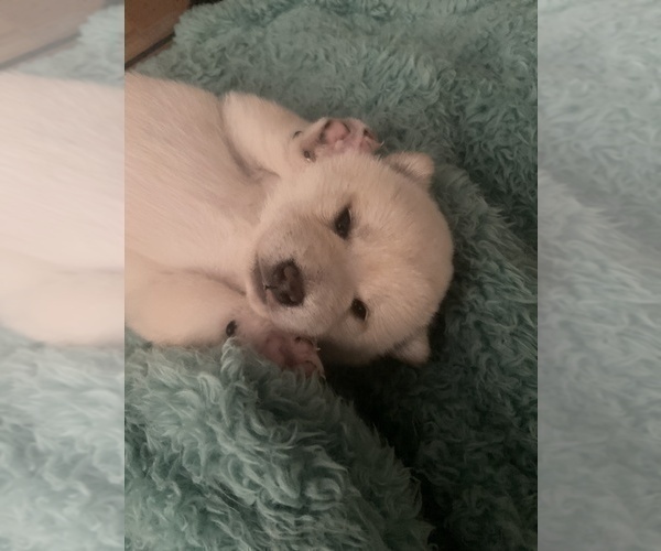 Medium Photo #7 Shiba Inu Puppy For Sale in HAMPTON, VA, USA