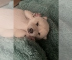 Small Photo #7 Shiba Inu Puppy For Sale in HAMPTON, VA, USA
