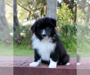 Border Collie Puppy for sale in WILDWOOD, FL, USA