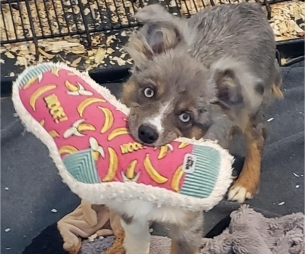 Medium Photo #1 Miniature Australian Shepherd Puppy For Sale in MILTON, WI, USA