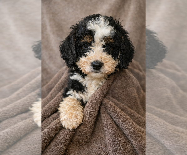 Medium Photo #15 Bernedoodle Puppy For Sale in GREENWOOD, IN, USA