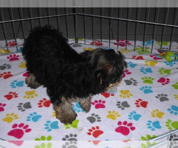 Medium Photo #14 Havashire Puppy For Sale in ORO VALLEY, AZ, USA