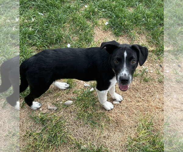Medium Photo #3 Border Collie-Unknown Mix Puppy For Sale in Sandy, UT, USA