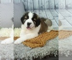 Small Photo #5 Saint Bernard Puppy For Sale in SUGARCREEK, OH, USA