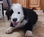 Puppy 5 Border Collie-Sheepadoodle Mix