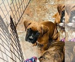Small Photo #24 Boxer Puppy For Sale in COWETA, OK, USA