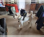 Small #2 Poodle (Standard) Mix