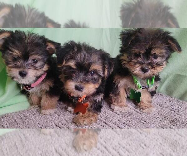 Medium Photo #1 Morkie Puppy For Sale in JASONVILLE, IN, USA