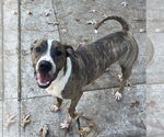 Small #7 Mutt