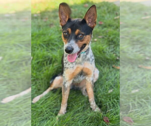 Medium Photo #4 Mutt Puppy For Sale in Omaha, NE, USA