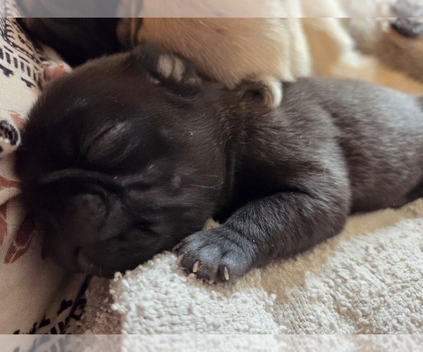 Medium Photo #16 Pug Puppy For Sale in HILLSDALE, MI, USA