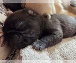 Small #15 Pug