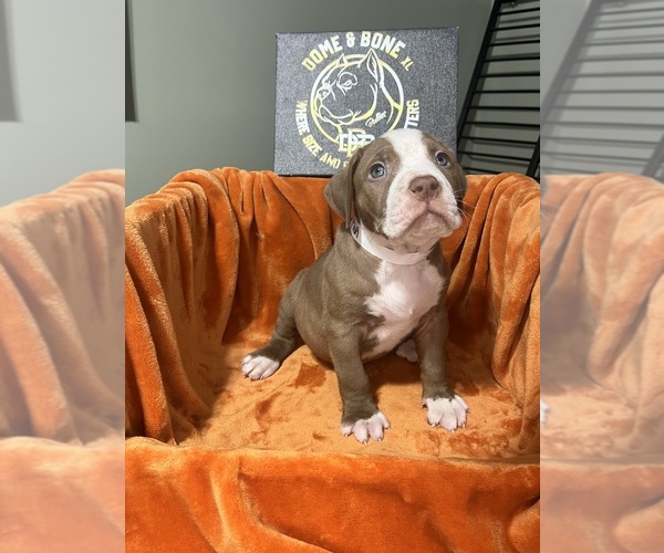 Medium Photo #1 American Bully Puppy For Sale in SNELLVILLE, GA, USA